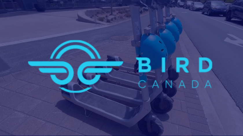Bird